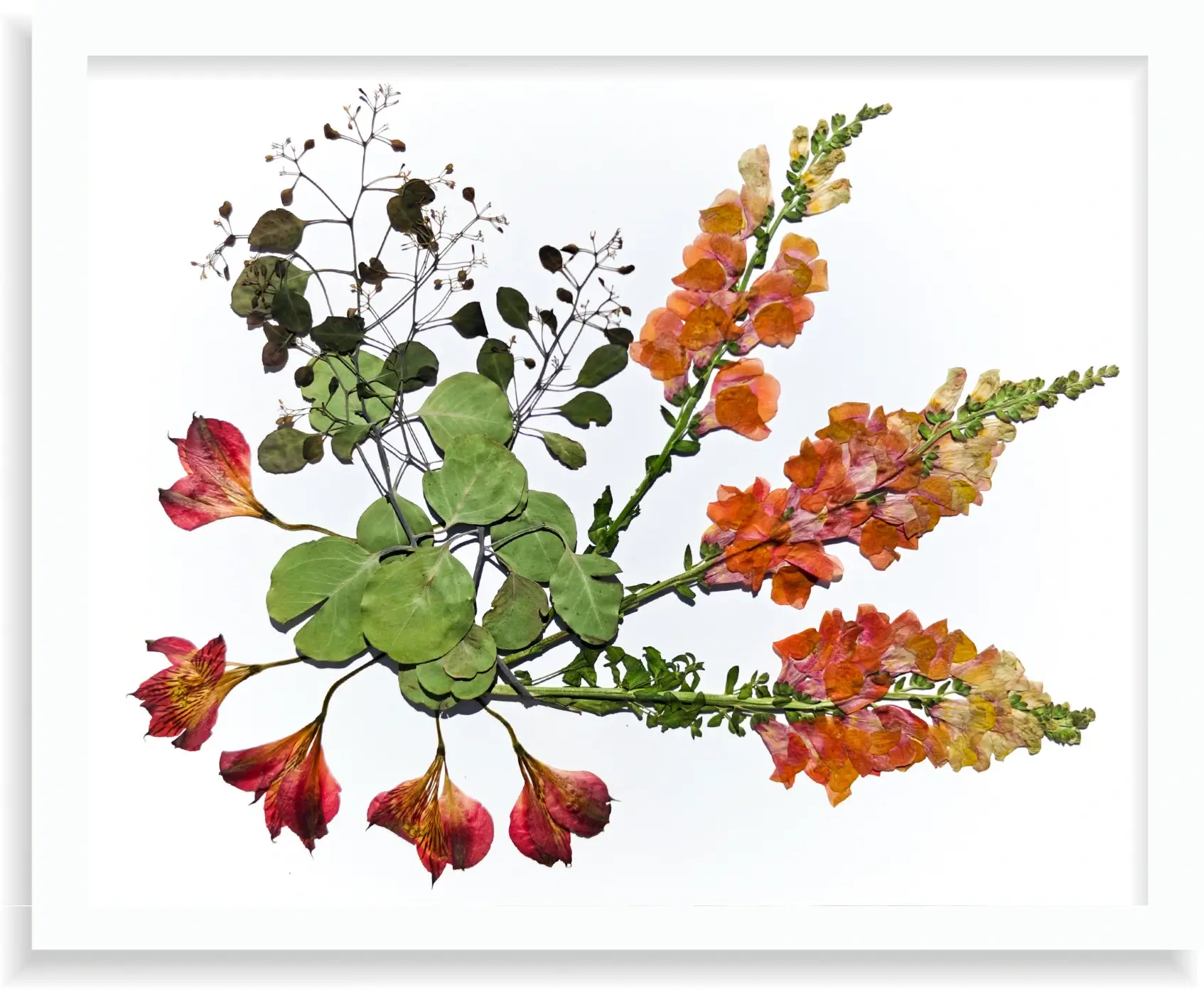 Quadro de flores prensadas com fundo branco minimalista